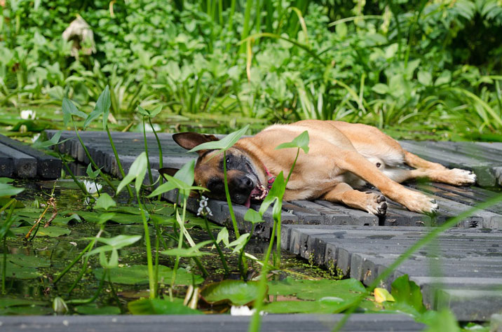 Seminar 1. Hilfe am Hund Sachkunde Lehrgang §11 TierSchG